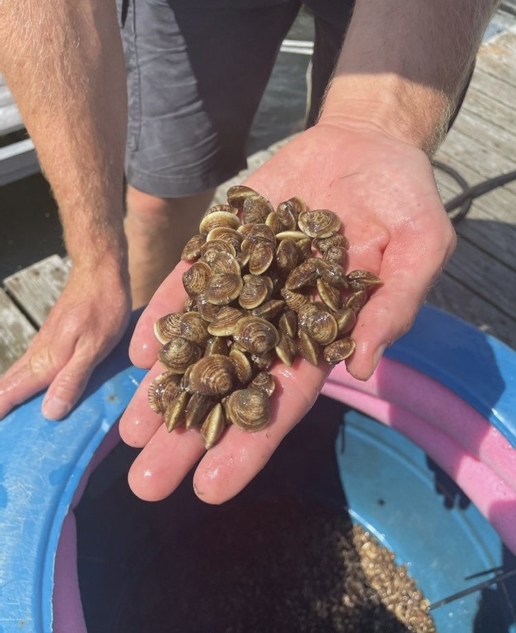 Hand holding seed clams